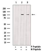 Phospho-FOXO3A (Ser7) Antibody in Western Blot (WB)