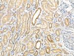 Phospho-GRB10 (Ser476) Antibody in Immunohistochemistry (Paraffin) (IHC (P))