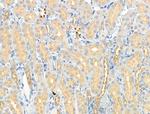 Phospho-GRB10 (Ser476) Antibody in Immunohistochemistry (Paraffin) (IHC (P))