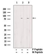 Phospho-GRB10 (Ser476) Antibody in Western Blot (WB)