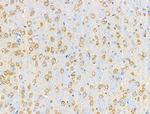 Phospho-eIF3b (Ser154) Antibody in Immunohistochemistry (Paraffin) (IHC (P))