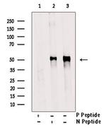 Phospho-MEF2A (Ser408) Antibody in Western Blot (WB)