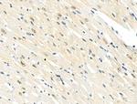 Phospho-NuMA (Ser395) Antibody in Immunohistochemistry (Paraffin) (IHC (P))