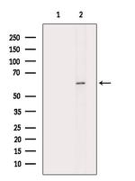 Phospho-PAK2 (Ser20) Antibody in Western Blot (WB)