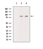 Phospho-RSK2 (Ser227) Antibody in Western Blot (WB)