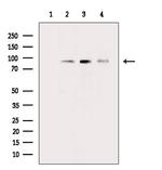 Phospho-RSK2 (Ser227) Antibody in Western Blot (WB)