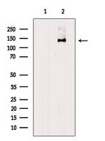 Phospho-SHIP1 (Tyr1022) Antibody in Western Blot (WB)