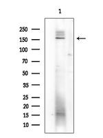 Phospho-SHIP1 (Tyr1022) Antibody in Western Blot (WB)