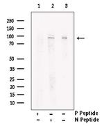 Phospho-SSH3 (Ser37) Antibody in Western Blot (WB)