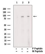 Phospho-Synapsin 1 (Ser605) Antibody in Western Blot (WB)