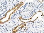 Phospho-Synapsin 1 (Ser605) Antibody in Immunohistochemistry (Paraffin) (IHC (P))