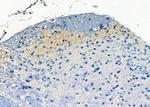 Phospho-Synapsin 1 (Ser605) Antibody in Immunohistochemistry (Paraffin) (IHC (P))