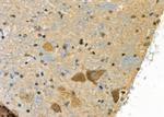 Phospho-Synapsin 1 (Ser605) Antibody in Immunohistochemistry (Paraffin) (IHC (P))