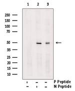 Phospho-WIPI2 (Ser413) Antibody in Western Blot (WB)