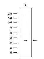 Phospho-CDK6 (Tyr24) Antibody in Western Blot (WB)