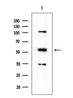 Phospho-Chk1 (Ser286) Antibody in Western Blot (WB)