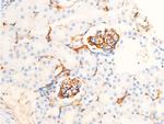 Phospho-Chk1 (Ser286) Antibody in Immunohistochemistry (Paraffin) (IHC (P))