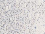 Phospho-Chk1 (Ser301) Antibody in Immunohistochemistry (Paraffin) (IHC (P))