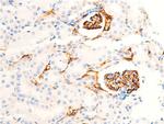 Phospho-Chk1 (Ser301) Antibody in Immunohistochemistry (Paraffin) (IHC (P))