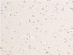 Phospho-Chk1 (Ser301) Antibody in Immunohistochemistry (Paraffin) (IHC (P))