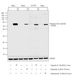 Phospho-Chk1 (Ser345) Antibody in Western Blot (WB)