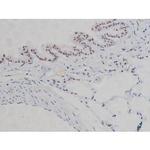 Phospho-IKK alpha/beta (Ser180, Ser181) Antibody in Immunohistochemistry (Paraffin) (IHC (P))