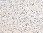 Phospho-Survivin (Thr117) Antibody in Immunohistochemistry (Paraffin) (IHC (P))