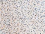 Phospho-Survivin (Thr117) Antibody in Immunohistochemistry (Paraffin) (IHC (P))