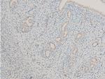 Phospho-MiTF (Ser180) Antibody in Immunohistochemistry (Paraffin) (IHC (P))