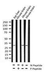 Phospho-SNAIL (Ser246) Antibody in Western Blot (WB)