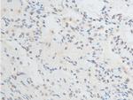 Phospho-Chk2 (Thr387) Antibody in Immunohistochemistry (Paraffin) (IHC (P))