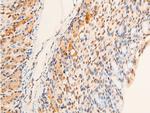 Phospho-Chk2 (Thr383) Antibody in Immunohistochemistry (Paraffin) (IHC (P))