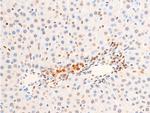 Phospho-Chk2 (Thr383) Antibody in Immunohistochemistry (Paraffin) (IHC (P))