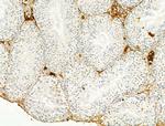 Phospho-Chk2 (Thr68) Antibody in Immunohistochemistry (Paraffin) (IHC (P))