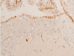 Phospho-Chk2 (Thr68) Antibody in Immunohistochemistry (Paraffin) (IHC (P))