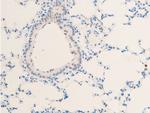 Phospho-c-Myc (Thr58) Antibody in Immunohistochemistry (Paraffin) (IHC (P))