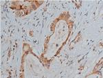 Phospho-p53 (Ser20) Antibody in Immunohistochemistry (Paraffin) (IHC (P))