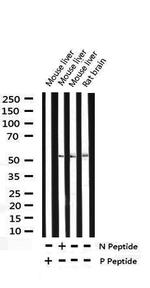 Phospho-p53 (Ser15) Antibody in Western Blot (WB)