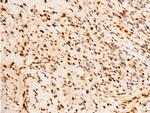 Phospho-c-Jun (Ser243) Antibody in Immunohistochemistry (Paraffin) (IHC (P))