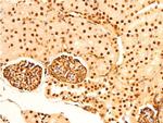 Phospho-c-Jun (Ser243) Antibody in Immunohistochemistry (Paraffin) (IHC (P))