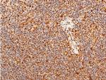 Phospho-c-Jun (Ser243) Antibody in Immunohistochemistry (Paraffin) (IHC (P))