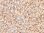 Phospho-c-Jun (Ser243) Antibody in Immunohistochemistry (Paraffin) (IHC (P))