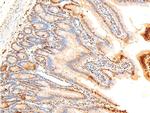 Phospho-c-Jun (Ser243) Antibody in Immunohistochemistry (Paraffin) (IHC (P))