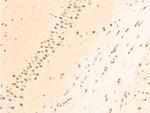 Phospho-c-Jun (Thr239) Antibody in Immunohistochemistry (Paraffin) (IHC (P))