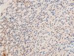 Phospho-c-Jun (Thr239) Antibody in Immunohistochemistry (Paraffin) (IHC (P))