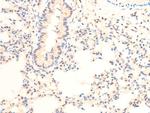 Phospho-c-Jun (Thr239) Antibody in Immunohistochemistry (Paraffin) (IHC (P))