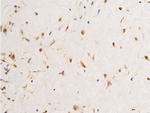 Phospho-c-Jun (Tyr170) Antibody in Immunohistochemistry (Paraffin) (IHC (P))