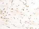 Phospho-c-Jun (Tyr170) Antibody in Immunohistochemistry (Paraffin) (IHC (P))