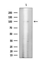 Phospho-INSR (Tyr1355) Antibody in Western Blot (WB)