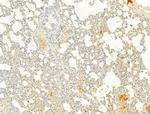 Phospho-Fyn (Tyr531) Antibody in Immunohistochemistry (Paraffin) (IHC (P))